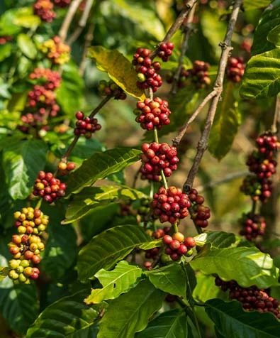 Coffee Country Retreat