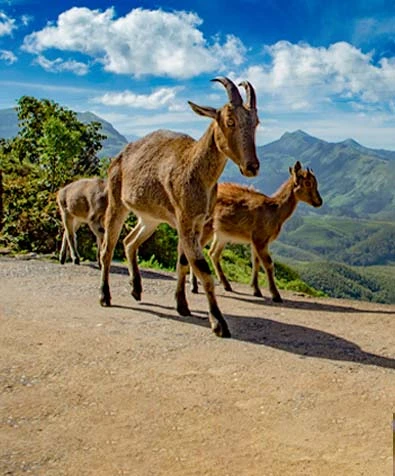 Elegance of the South: Cochin to Madurai