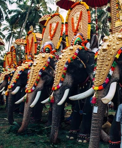 Discover the Thrill of Thrissur Pooram