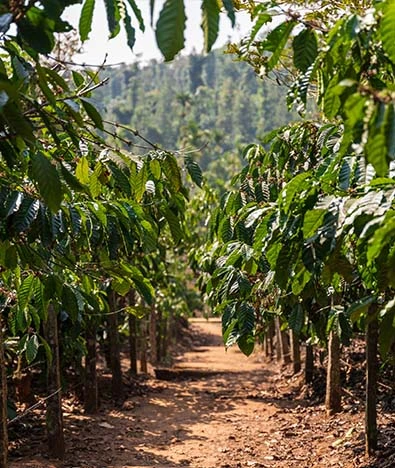 The Coastal to Coffee Circuit