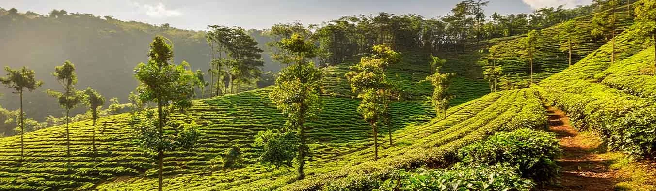 tour packages banner